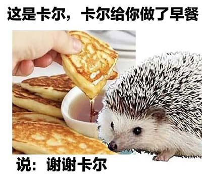 卡尔是什么梗 小刺猬卡尔是什么梗