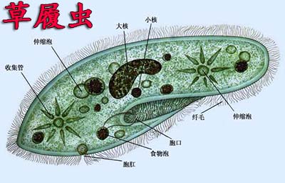 草履虫是什么梗